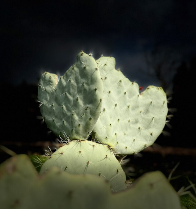 Mehrsicht Persoenlichkeitsentwicklung Symbolbild Kaktus