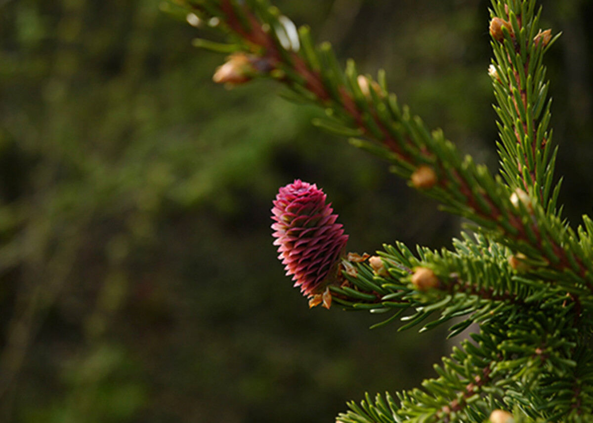 Mehrsicht Wirkungsthema Fuehrungsentwicklung Symbolbild Tanne