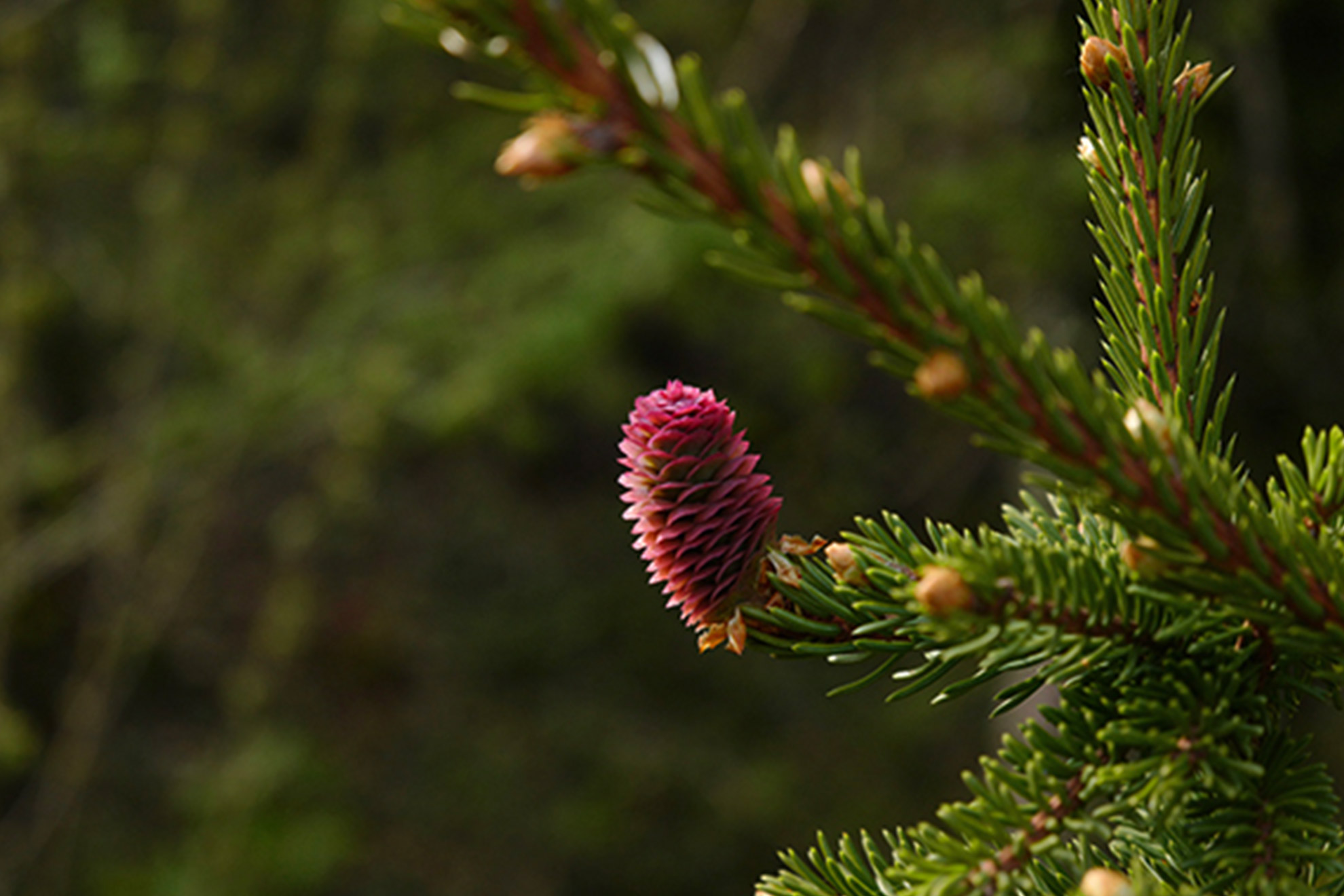 Mehrsicht Wirkungsthema Fuehrungsentwicklung Symbolbild Tanne