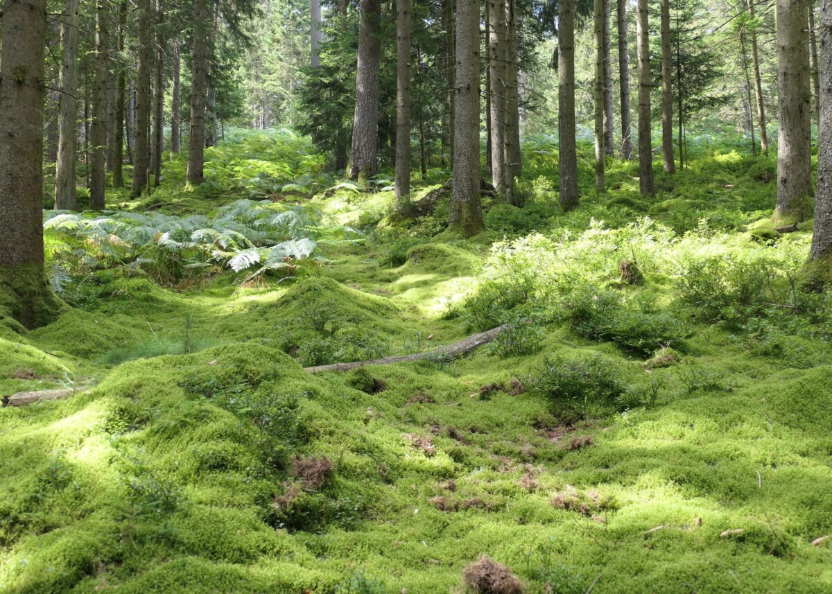 Mehrsicht Wirkungsthema Selbstorganisierte Zukunftsfuehrung